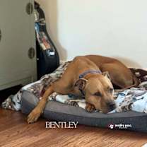 Thumbnail photo of Bentley #3
