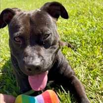 Thumbnail photo of Archie #4