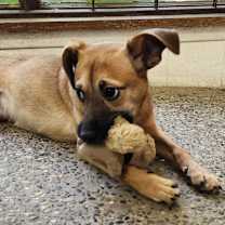 Thumbnail photo of Sweet #1