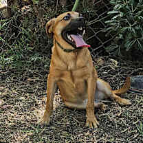 Thumbnail photo of Sweet #4