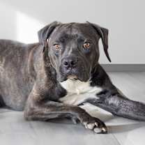 adopt-pet