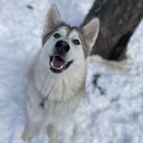 Thumbnail photo of Loki #4