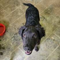 Thumbnail photo of Gizmo #2