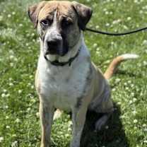 adopt-pet