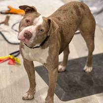 Thumbnail photo of Carlton #2