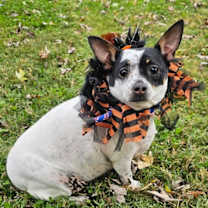 Thumbnail photo of MAGIC MAUDE #1