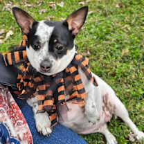 Thumbnail photo of MAGIC MAUDE #2