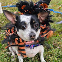 Thumbnail photo of MAGIC MAUDE #4