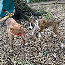 Thumbnail photo of Sockhop so so cute and silly! #2