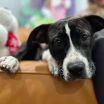 Thumbnail photo of Scarlett Sandoval will love your other dogs! #1