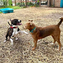 Thumbnail photo of Scarlett Sandoval will love your other dogs! #2