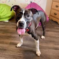 Thumbnail photo of Scarlett Sandoval will love your other dogs! #3