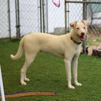 Thumbnail photo of Charmander #4