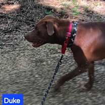 Thumbnail photo of Duke Johnson #4