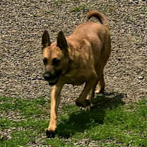 Thumbnail photo of Marshal #4