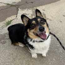 Thumbnail photo of Colonel Mustard #2