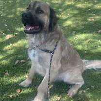 adopt-pet