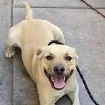 adopt-pet