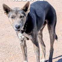 adopt-pet