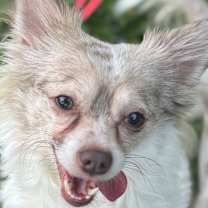 Thumbnail photo of Cosmo #2