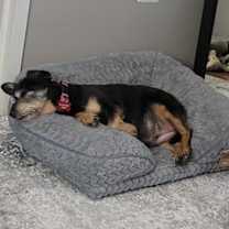 Thumbnail photo of Sasha - Adoption Pending #2