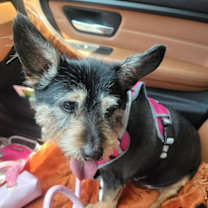 Thumbnail photo of Sasha - Adoption Pending #3