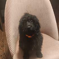 Thumbnail photo of Domino #1