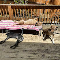 Thumbnail photo of Flor #4