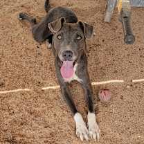 adopt-pet
