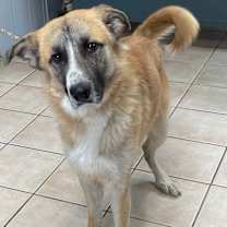 Thumbnail photo of BRODY #1