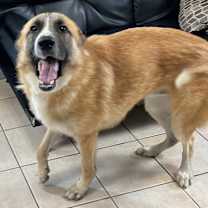 Thumbnail photo of BRODY #2