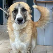 Thumbnail photo of BRODY #3