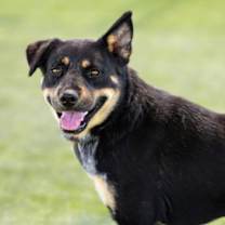 Thumbnail photo of DAKOTA #1