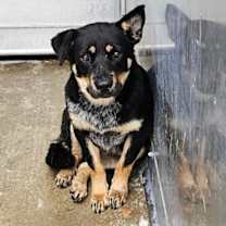 Thumbnail photo of DAKOTA #2