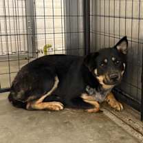 Thumbnail photo of DAKOTA #3