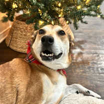 Thumbnail photo of Sugar #1