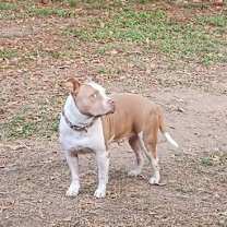 Thumbnail photo of Bullet #2