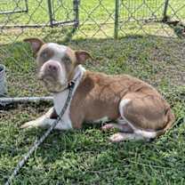 Thumbnail photo of Bullet #3