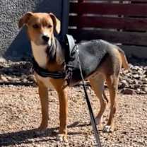 Thumbnail photo of Ollie #3