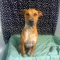 Thumbnail photo of Pecan #1