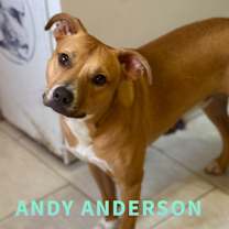 Thumbnail photo of Andy Anderson #3