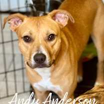 Thumbnail photo of Andy Anderson #4