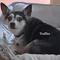 Thumbnail photo of Truffles #2