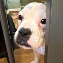 Thumbnail photo of Pixie #4