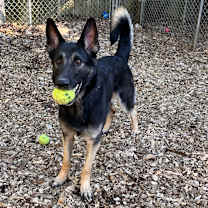 Thumbnail photo of Xena #2