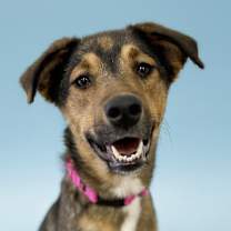 adopt-pet