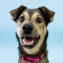 adopt-pet