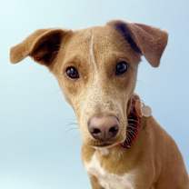 adopt-pet