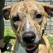 Thumbnail photo of Luna #2