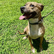 Thumbnail photo of Luna #4